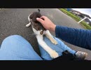 公園を散歩してたら牛みたいな猫とキジ白猫がいたのでモフらせてもらいました