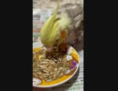 オカメインコのお食事タイム