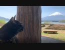 2021/04/20放送【18日目 本日2回目のあずにゃんぽ（猫散歩）富士五湖付近】猫と車中泊　日本縦断　サイコロの旅　北海道にたどり着けるか？【旅猫あずき～保護猫から旅猫へ～】