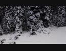 drone-flying-backwards-from-snowy-trees-4K　江崎公紀
