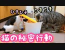 子猫達がオヤツ箱の前で悪さしてた