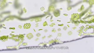 【自然観察】水たまりの世界