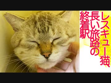 プチ多頭崩壊からのレスキュー猫、幸せへの旅路
