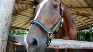 チームカノープスとみる来訪者をもてなすマチカネタンホイザ