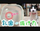 子猫の乳歯が抜けました  報告が2つ