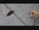 メイリオvs筍