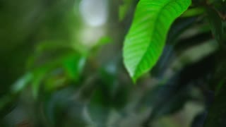 【ASMR】様々なシチュエーションの雨、雨音や鳥の鳴き声