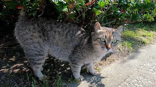 植込みの中で寝ていた野良猫をナデナデしてたらいつの間にか側に別の猫が寝転んでいた