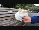 猫寺の猫様は参拝者をベンチで見守っている