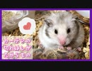 【癒し】カーテンのふわふわが宝物のハムスター【ふわたん】
