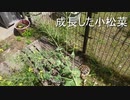 第977位：農耕を理解したリクガメ