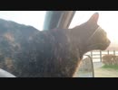 2021/04/21放送【19日目 山中湖からの夕焼け富士山とあずにゃん】猫と車中泊　日本縦断　サイコロの旅　北海道にたどり着けるか？【旅猫あずき～保護猫から旅猫へ～】