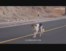 中国の新疆は人口がまばらで、大漠叔叔は動物に道順を尋ねます…