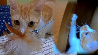 貴婦人になった猫