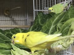 お野菜ハプニング