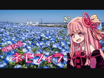 琴葉姉妹のツーリング紀行　ひたち海浜公園のネモフィラ見てきました