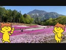 2021年04月21日1枠目　芝桜が見頃らしい