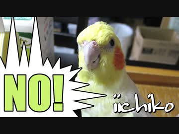 主従関係？何ソレ？（しっかり「NO!」の意思表示！）