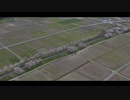 【4Kドローン空撮】岐阜県市内の桜並木をドローン空撮！DJI Mavic2 Pro