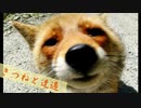キツネと遭遇 - wild fox is approaching