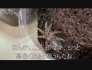 [モンスターは]タランチュラ飼育日記その１６１[うますぎるよね]