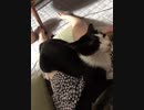 【ぬこ】飼い主主観無限ゴロゴロぬこ【ASMR】