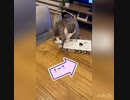 【アーティ】ティッシュと戯れる【遊ぶために産まれた】
