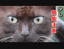 人間への嫉妬心？母猫が鳩を捕まえて子猫に与える
