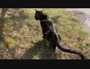 2021/04/22放送【20日目 あずにゃんぽ 散歩（三島由紀夫文学館近く）】猫と車中泊　日本縦断　サイコロの旅　北海道にたどり着けるか？【旅猫あずき～保護猫から旅猫へ～】