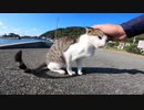 猫島で全身にマタタビパウダーをまとって猫に接近すると・・・！？