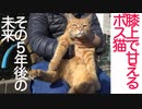 膝上で甘える系ボス猫、その5年後