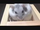 枡の中で宝探し　【オッドアイのハムスター】