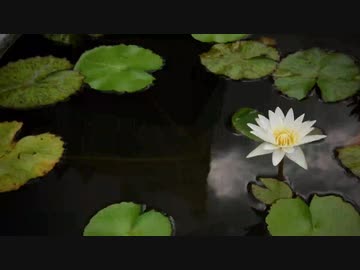 「AI MERROW」泉「オリジナル」- Charo