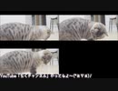 猫の「ちく」です(=ﾟωﾟ=)