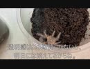 [希少な脱皮シーンだお]タランチュラ飼育日記その１６２[うれしいんだお]