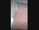 【TikTok】ハリネズミまとめてみた【総集編】