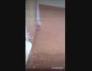 【TikTok】ハリネズミまとめてみた2【総集編】