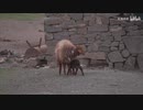 新疆に戻ったウルムチはひどいです、そこの人々は強制されています...良い生活を送ること｜大漠叔叔