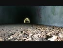 【心霊スポット】※マニア向け※　小峰トンネルでのクリパの定点カメラ映像 part.3【東京都】