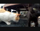 鳩を食べた後だけどカリカリを食べるかな？【野良猫の子猫たち】