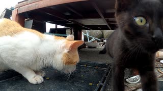 鳩を食べた後だけどカリカリを食べるかな？【野良猫の子猫たち】