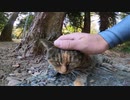 木の根元でグルーミングする野良猫をトントン、ナデナデしてみたゾ