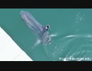 ある日のイルカ水路のマンボウを追っかけてみたりした。