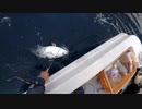 【魚釣り】奄美大島 2021年3月4日カツオ8kg