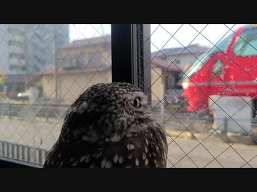 電車を見るフクロウ