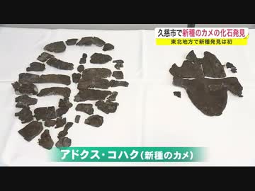 新種のカメの化石発見　東北地方で新種発見は初