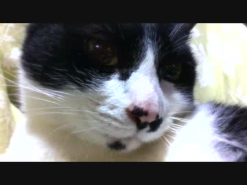 猫のゴロゴロ　みすまるくんはごきげん