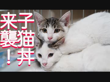 子猫姉妹、丼になる