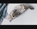 トゥルースリーパー プレミアケア  CM