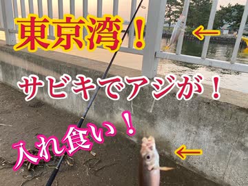 東京湾！サビキでアジが入れ食い！【もっち釣動組合♯８３】